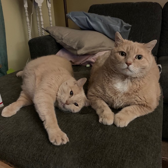 Meet your Posher, Sandy - Picture 8 of 17